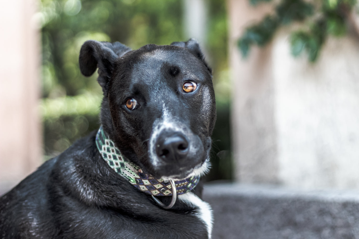 Collars & Leashes