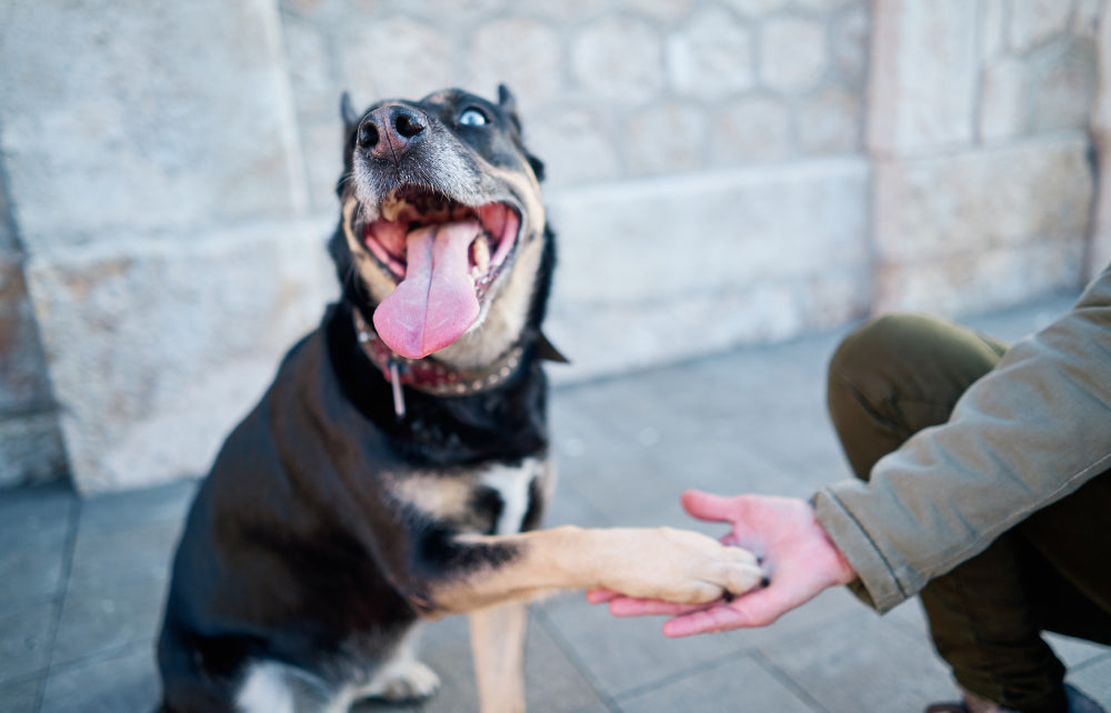 Treats & Training