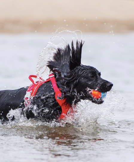 Chuckit! Amphibious Balls Dog Toy 3 Pack