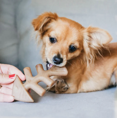 Benebone Fishbone Dog Chew Toy