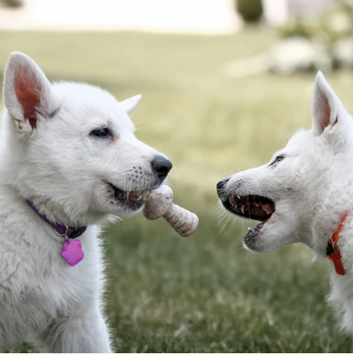 Benebone Zaggler Bacon Dog Chew Toy