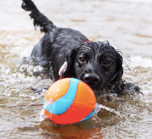 Chuckit! Amphibious Mega Ball Dog Toy